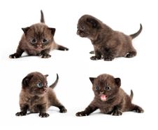 Black British Kitten Royalty Free Stock Photography