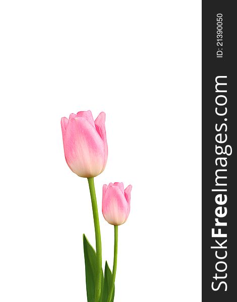 Tulip flower on white background
