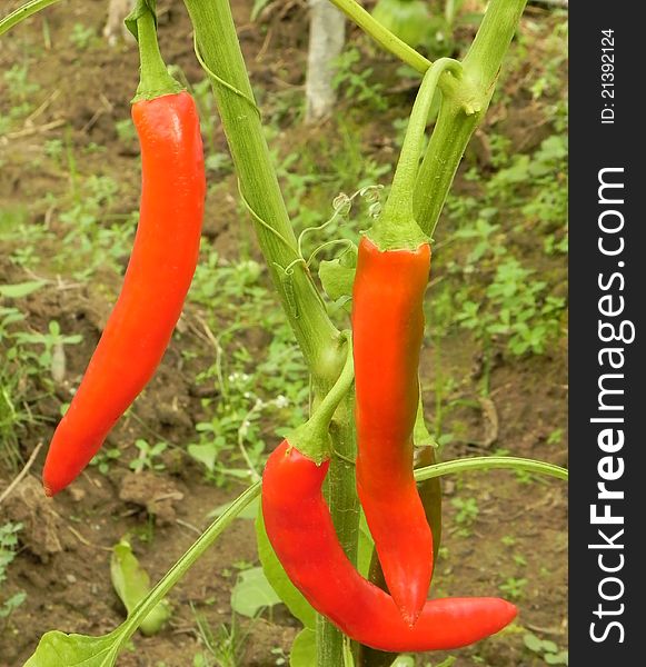 Peppers in the garden are shown in the picture. Peppers in the garden are shown in the picture.