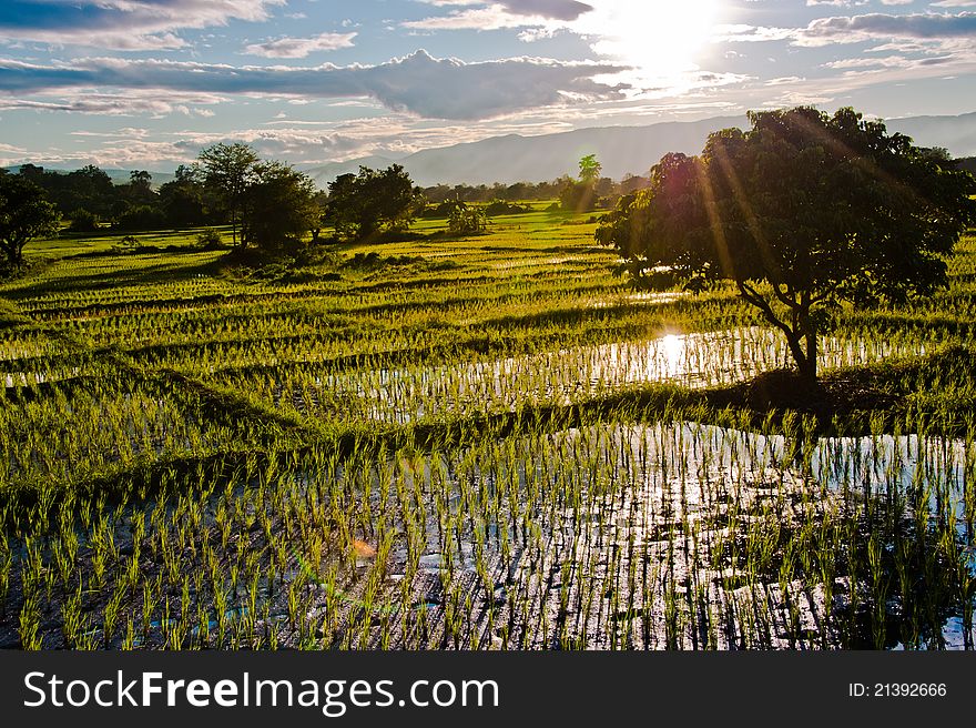Rice field with sun ray with nice flare