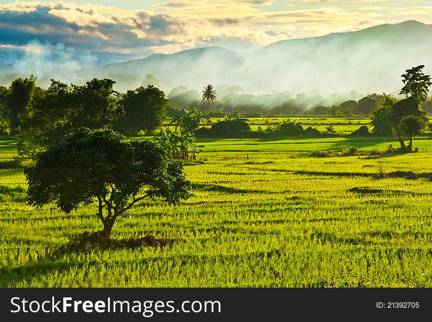 Rice field with white smoke and mountain. Rice field with white smoke and mountain