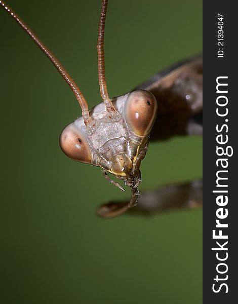 Closeup portrait of Praying mantis. Closeup portrait of Praying mantis
