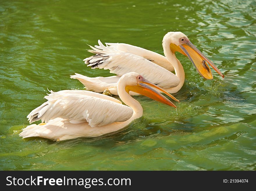 Two pink pelicans wading in a pond. One of them swallowing a fish