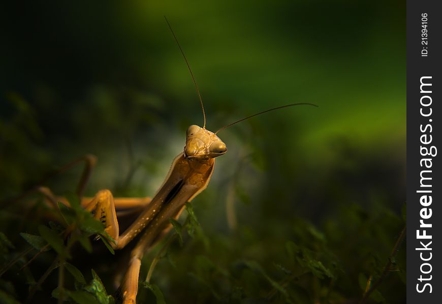 Closeup portrait of Praying mantis