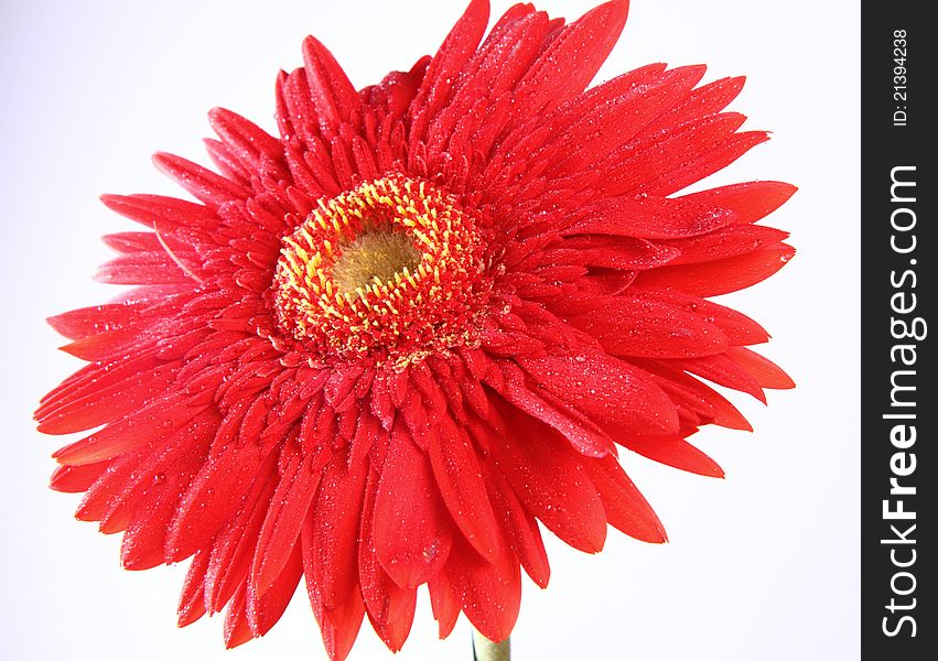 Red gerber flower in close up