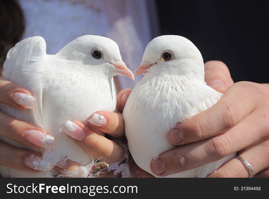 Pair of white pigeons in hands of a newly-married couple. Pair of white pigeons in hands of a newly-married couple