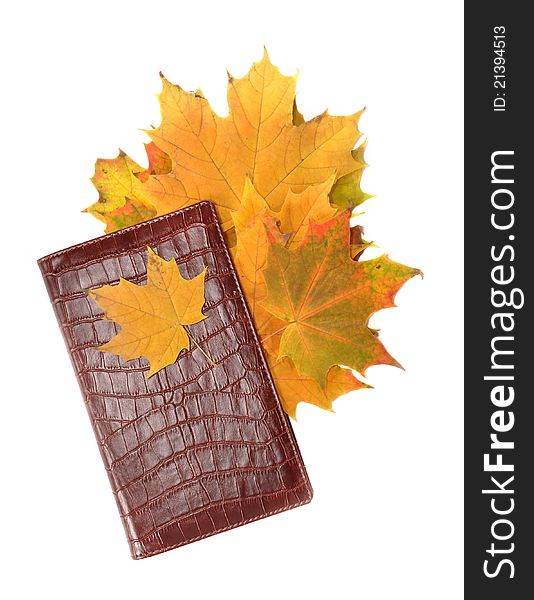 Maple leaves in a folder