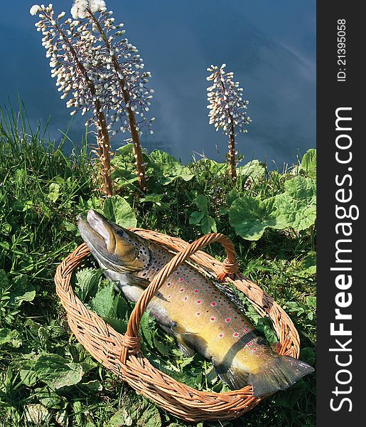 Common trout in a basket at the riverbank, on a bedding of fresh nettle