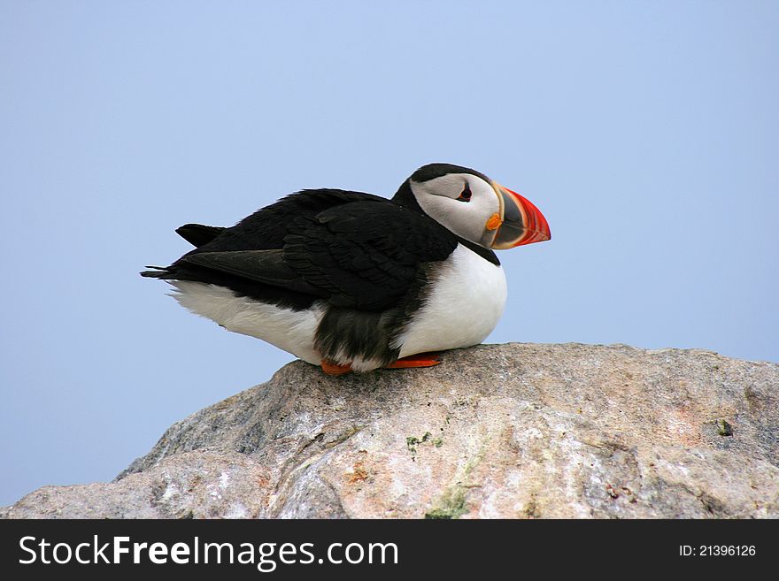 A lone puffin sits with a straight profile. A lone puffin sits with a straight profile.