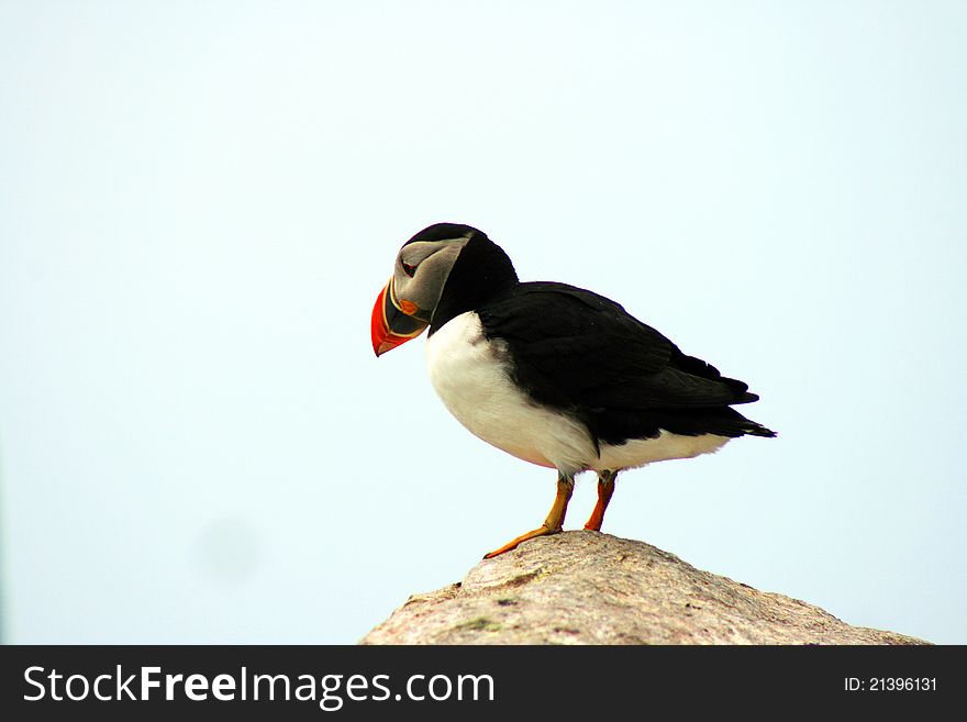 That is a big first step for a puffin on the edge of a rock looking at the ocean. That is a big first step for a puffin on the edge of a rock looking at the ocean.