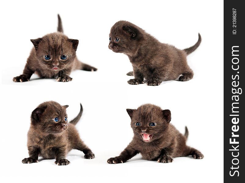 Black British kitten with blue eyes in different poses isolated set