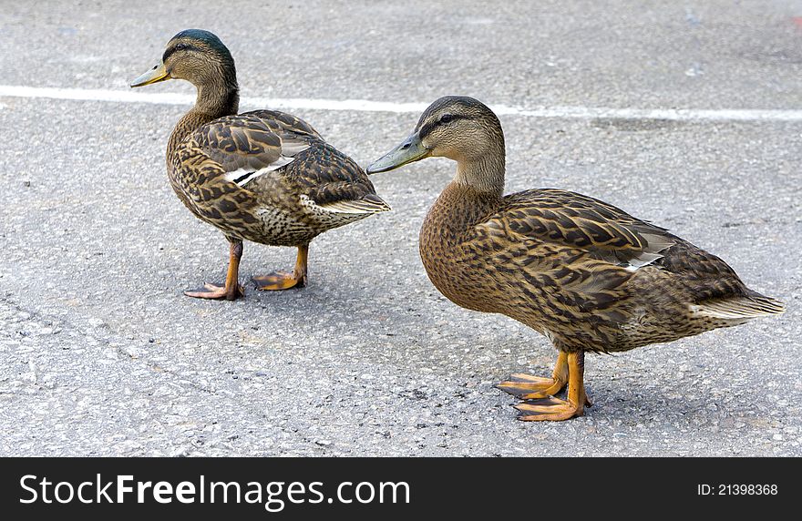 Two gooses in the street