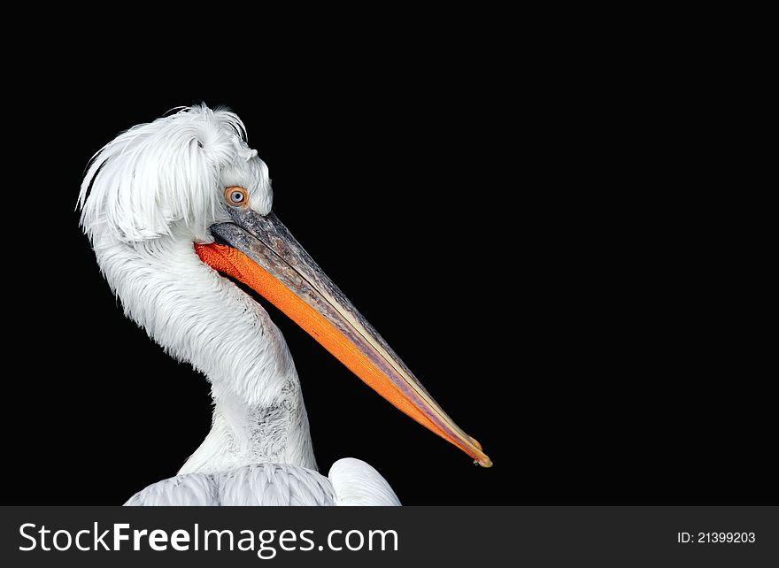 Nice pelican portrait on black background with free space for your text