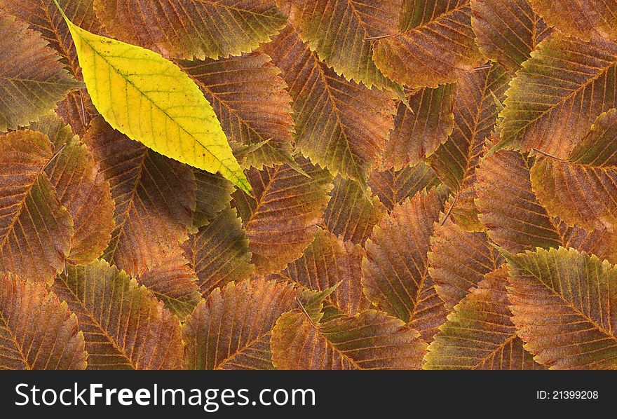 Autumn concept. One yellow dry leaf on background made from lot of brown fall leaves. Autumn concept. One yellow dry leaf on background made from lot of brown fall leaves