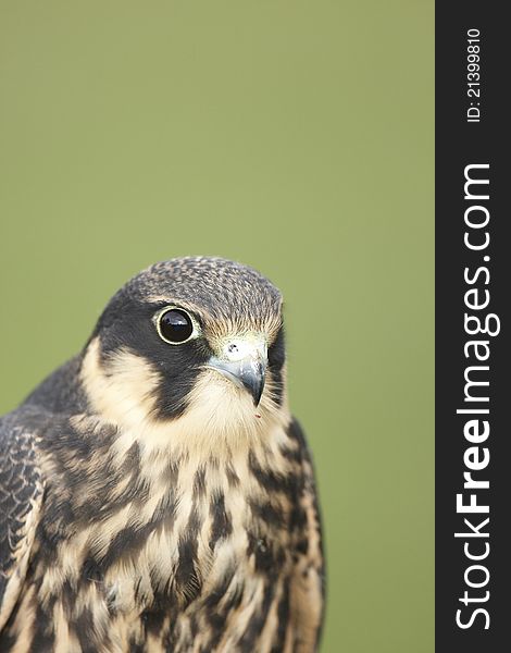 A close-up of a captive hobby