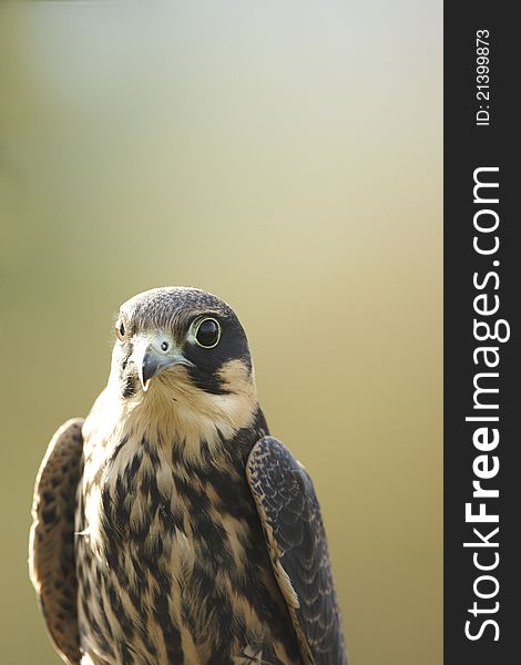 A close-up of a backlit captive Hobby,Falco subbuteo.