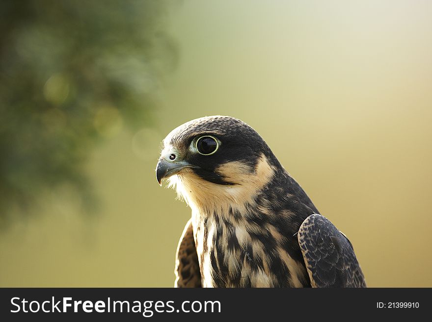 A close-up of a captive Hobby,Falco subbuteo,with a green background