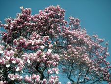 Dynamic Magnolia Tree Stock Images Dynamic Magnolia Tree Stock Images