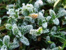 Frosty Morning Royalty Free Stock Image Frosty Morning Royalty Free Stock Image
