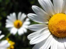 Marguerites Stock Image Marguerites Stock Image