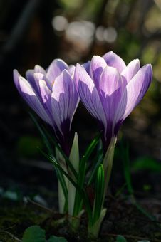 Free Crocus Stock Images - 2149184