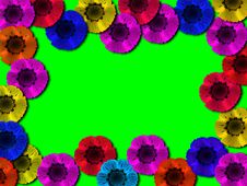 Multi-coloured Flowe Stock Images
