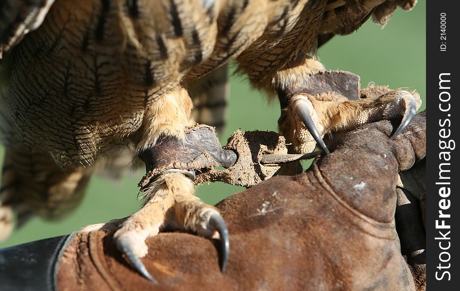 Sharp claws on a royal owl. He is standing on the leather gloved hand of a trainer