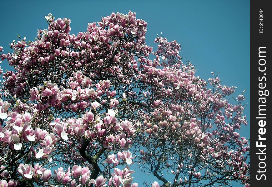 Blossoming magnolia tree growing straight up  towards blue sky. Blossoming magnolia tree growing straight up  towards blue sky.