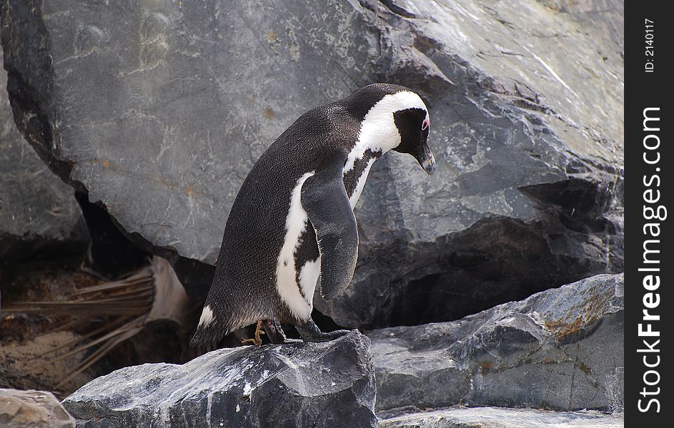 Sad looking penguin at Boulders Beach, Cape Town. Sad looking penguin at Boulders Beach, Cape Town