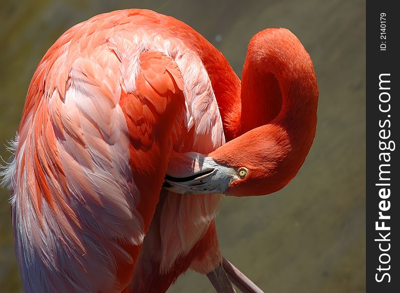 A pink florida flamingo grooming itself in the afternoon sun. A pink florida flamingo grooming itself in the afternoon sun