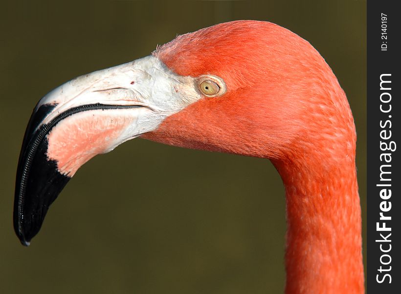 A close up of a florida pink flamingo. A close up of a florida pink flamingo