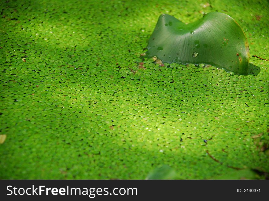 A floating water leaf in a pond covered with other small leaves. A floating water leaf in a pond covered with other small leaves.