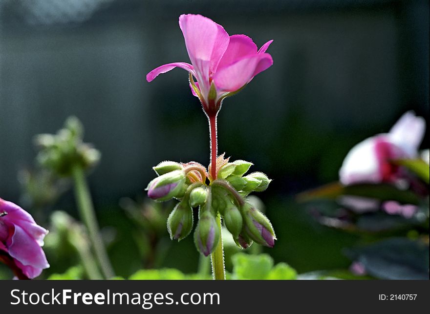 Backlit Flower