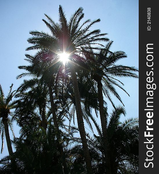 Sunlight through the Palm Tree
