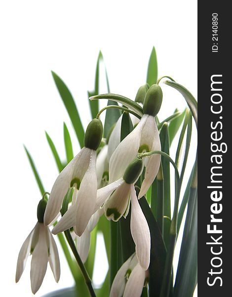 Early snowdrops in spring on white background