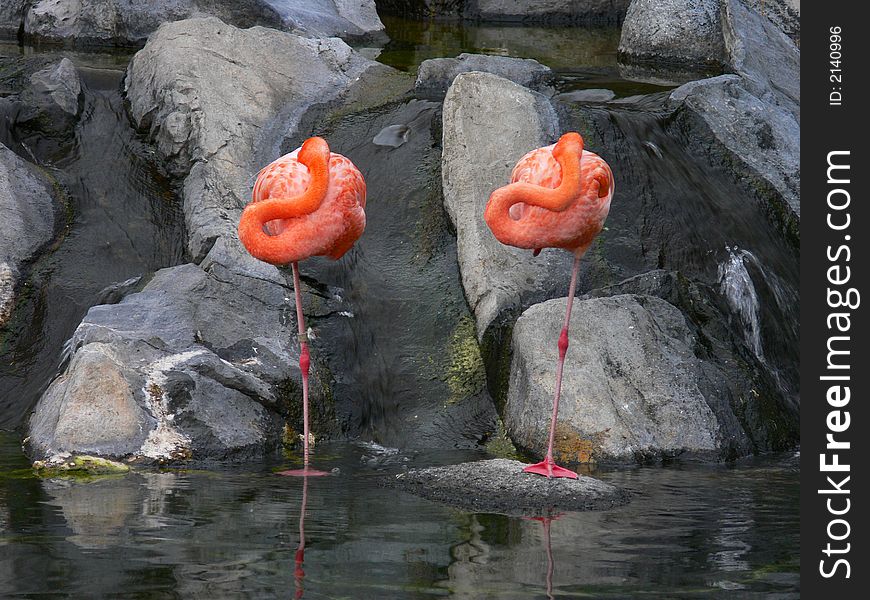 Two flamencos sleeping in the shore of a lagoon. Two flamencos sleeping in the shore of a lagoon