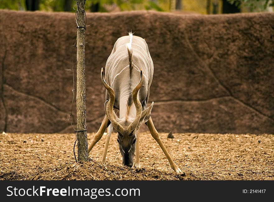 Desert Antelope  Addax Nasomaculatus in St. Louis zoo