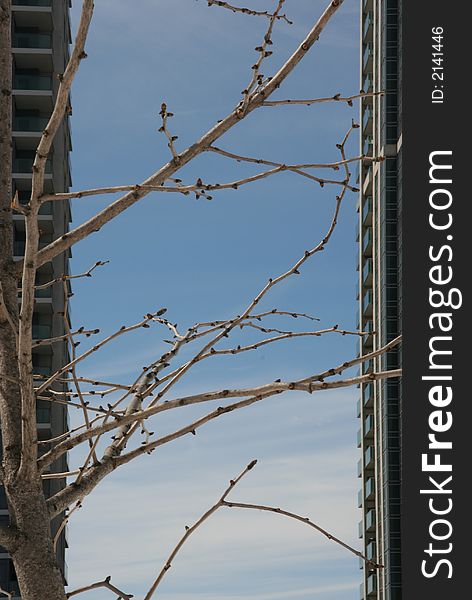 Tree branches with skyscrapers on background. Tree branches with skyscrapers on background