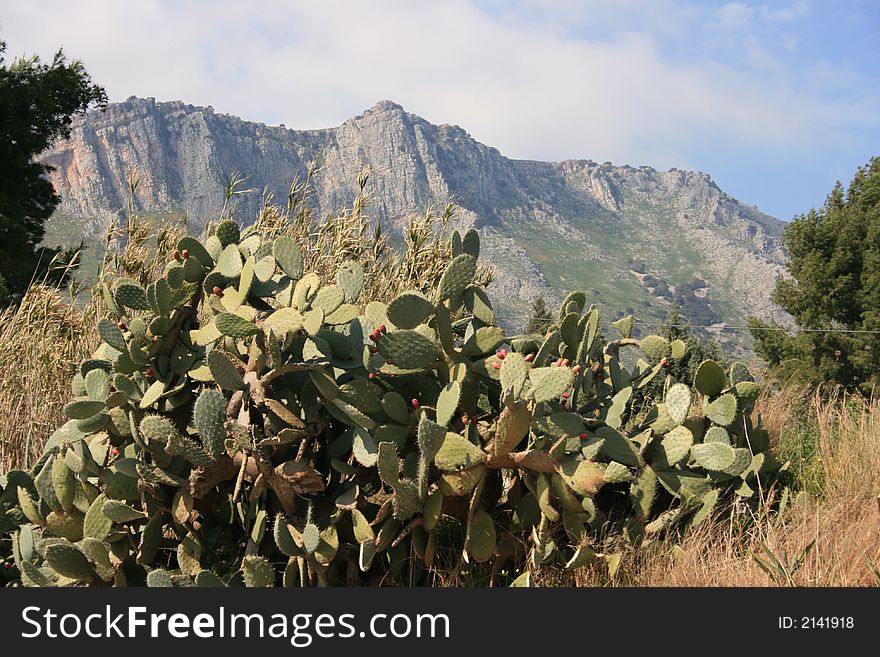 Prickly pears plants and fruits. Country Cultivation. Fruit plants. Panorama & mount. Open air . Sicily. Prickly pears plants and fruits. Country Cultivation. Fruit plants. Panorama & mount. Open air . Sicily