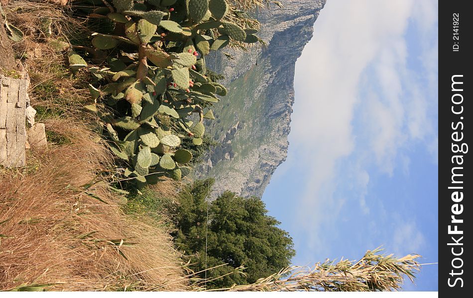 Prickly pears plants and fruits. Country Cultivation. Fruit plants. Panorama & mount. Open air . Sicily. Prickly pears plants and fruits. Country Cultivation. Fruit plants. Panorama & mount. Open air . Sicily