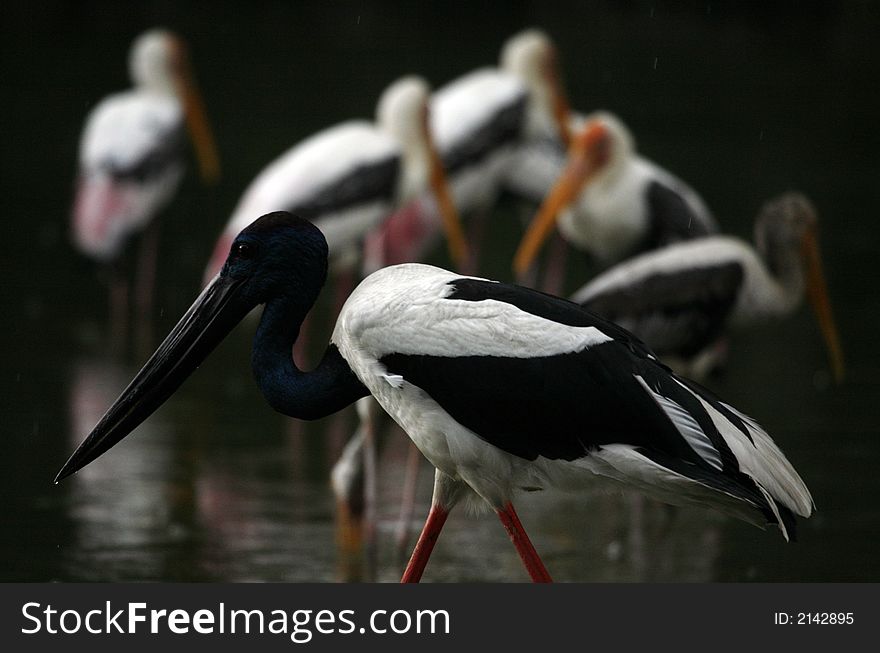 Painted stork