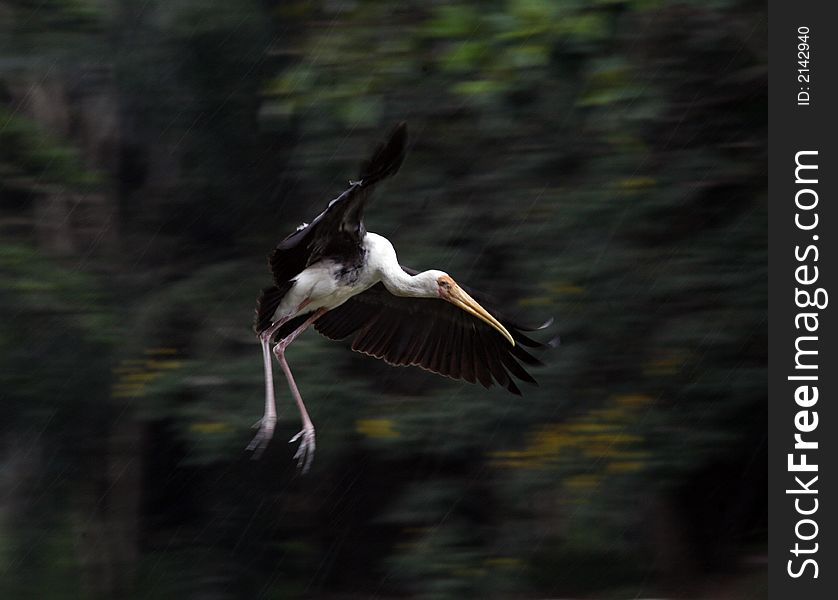 A painted stork flies in a natural habitat.