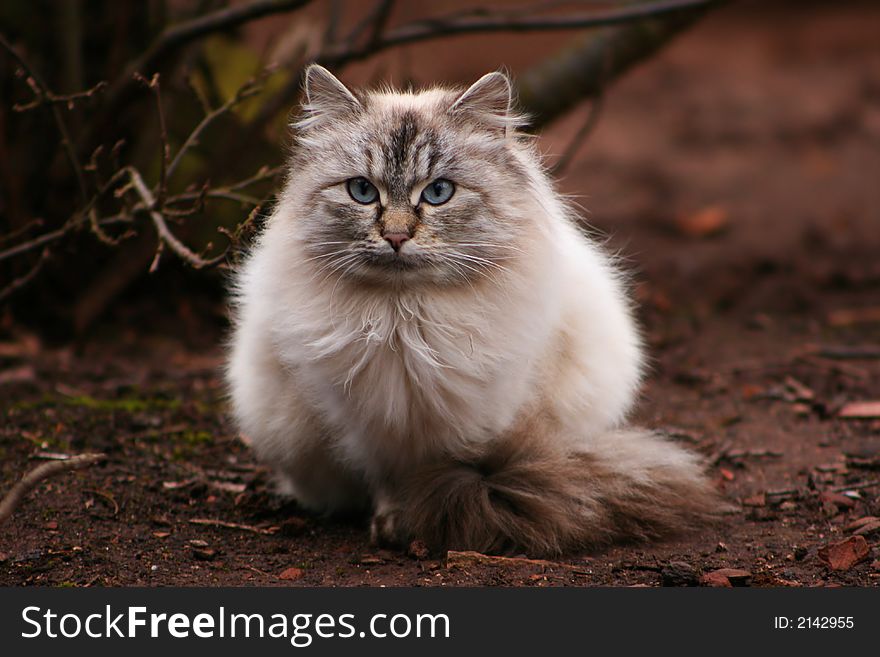 Hairy cat sitting on earth