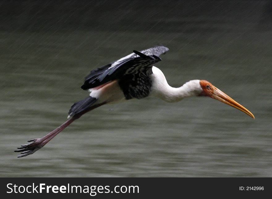 A painted stork flies in natural habitat.