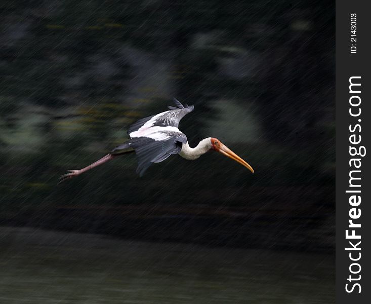 A painted stork flies in a natural habitat.