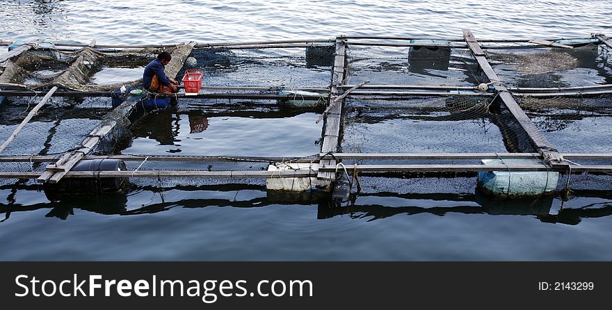 Growing seafood in nets at sea. Growing seafood in nets at sea.