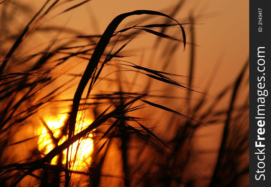 Sunset and grass with warm orange backgound. Sunset and grass with warm orange backgound.
