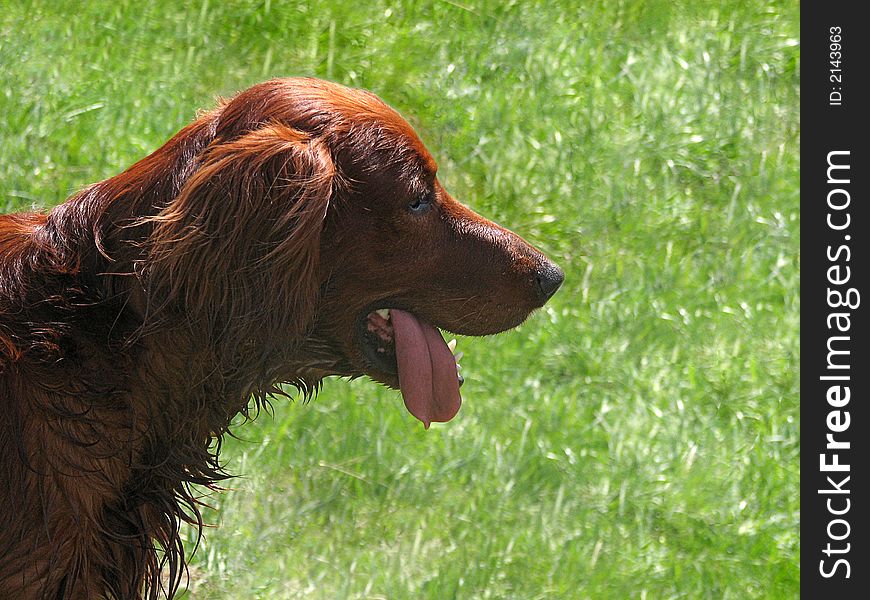 The face of an Irish setter. The face of an Irish setter