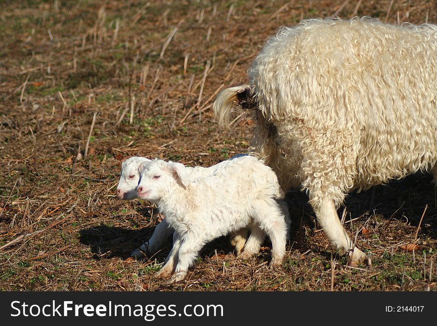 Two little lamb with mother sheep. Two little lamb with mother sheep