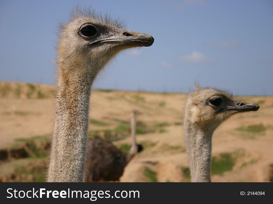 Farm of ostriches in the Negev - Israel.